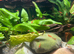 Red cherry shrimp