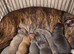 Gorgeous Blue & Brindle Mixed Breed Puppies