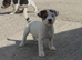 Traditional jack russell puppies.