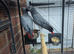 Proven grey pair