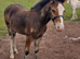 CHESTNUT BAY COLT Cob X 14.2+++