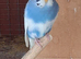 Baby budgies