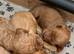 Cavapoos - Early Interest - New Litter