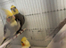 Cockatiels