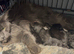 XL beautiful maine coon kittens