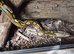 Aztec retic male,
