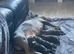 Kc blue/red staffy puppy’s