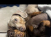 Kc registered miniature dachshund