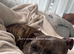 Male dog
