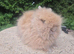 Stunning Teddydwerg babies for sale- parents imported