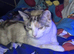 Gorgeous 3 year old cat needs rehoming asap
