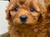 Cavapoochon puppies 5 * Council reg’d