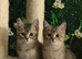 Fabulous kittens available now. Can deliver!