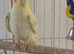 Lutino baby cockatiel
