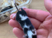 Fancy mice for sale