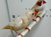 Pair zebra finches for sale