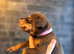 Non Kc Dobermans