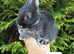 Netherland Dwarf Baby Rabbits Male Female