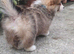 Pedigree IKC Red & White Pembroke Welsh Corgi Male Pups from Champion lines
