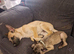 Belgian malinois