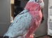 Galah Cockatoo Hand Reared