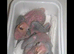 Handreard orange -winged Amazon for sale or px