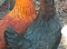Not just any regular Chickens