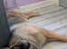caucasian shepherd cross rottweiler