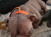 MALE MINI POCKET BULLY