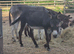 Donkey geldings and jennys