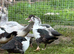 Muscovy female ducks