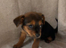 3 beautiful Chorkie puppies