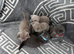 Lovely British shorthair kittens