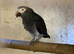 Breeding pair of Timneh greys