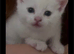 4 month old male kitten