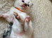 Pure Ragdoll Kittens