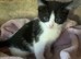 ***Gorgeous Kittens Ready To Leave***