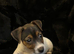 Tiny jack Russell