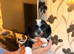 Pekingese puppies