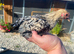 SABLEPOOT / BOOTED BANTAM GROWING PAIRS AND SPARE COCKERELS