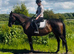 15.2/3hh mare