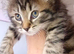 Norwegian forest cat mix