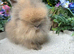 Stunning Lionhead Babys