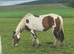 Cob x mare