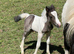 Cob cross Dartmoor colt foal
