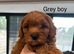 F1 Cavapoo&rsquo;s ready to go - 1 boy & 3 girls