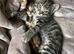 2 Bengal Girl Kittens