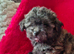 Toy poodle x chihuahua