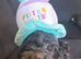 4 year old Shih poo for sale