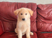 Ready to leave pedigree GSD pups